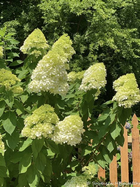 Growing Limelight Hydrangeas Year Southern Hospitality