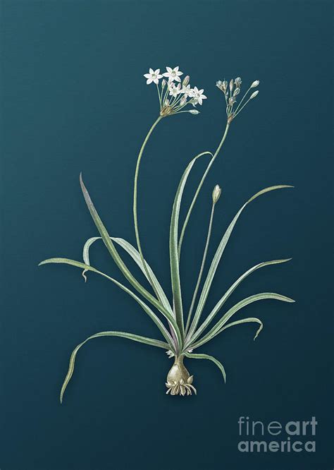 Vintage Allium Fragrans Botanical Art On Teal Blue N Mixed Media