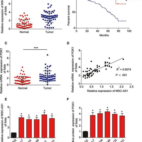 Expression Of Mscas And Pgk In Hcc Specimens A Mscas Expression