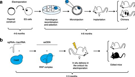 Redefining Mouse Transgenesis With Crisprcas9 Genome Editing