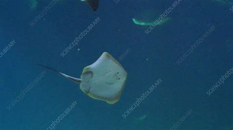 Stingray swimming - Stock Video Clip - K011/8464 - Science Photo Library