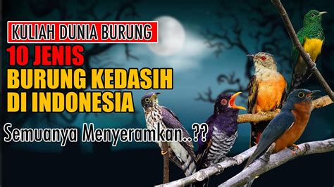 10 JENIS BURUNG KEDASIH DI INDONESIA SEMUANYA PENUH MITOS MISTIS