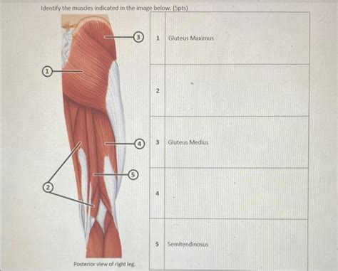 Solved Identify The Muscles Indicated In The Image Below Chegg