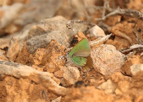 Callophrys Rubi 1189539 Biodiversidad Virtual Invertebrados