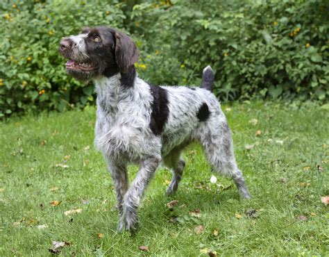 German Wirehaired Pointer Dogs