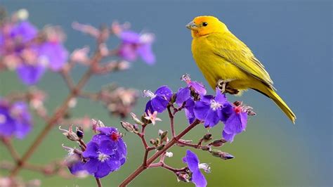 Morning Birds Song Free Download - YouTube