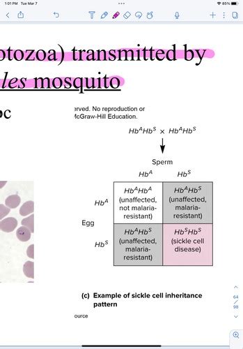 Genetics Unit 2 Flashcards Quizlet