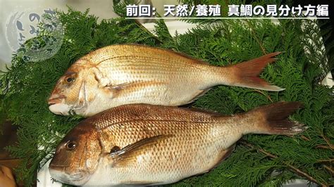 天然真鯛と養殖真鯛、味に違いは？何が違うの？同じ値段のマダイで食べ比べしてみた！│めだか水産 広報部