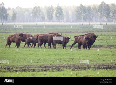 European Bison, Wisent (Bison bonasus). Herd at Prypyatskiy National ...