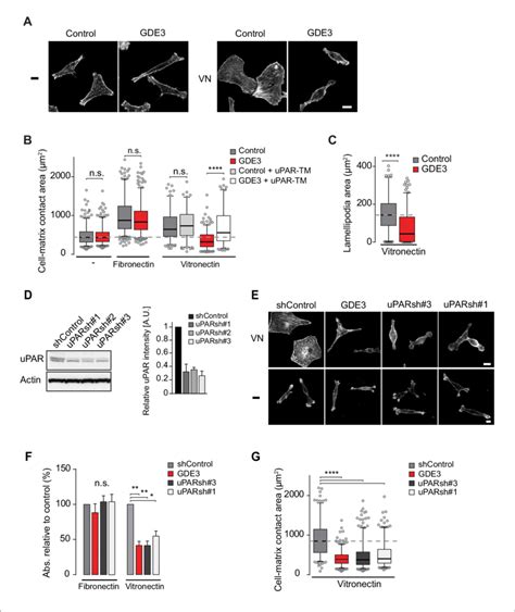 Gde Suppressess The Vitronectin And Upar Dependent Transformed