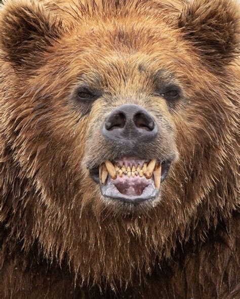 Brown Bear Teeth