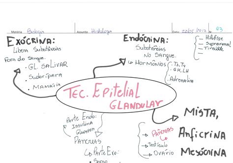 Tecido Epitelial Glandular ENEM Estuda O maior site de questões