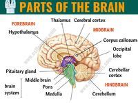 Brain Anatomy And Function Ideas Brain Anatomy Brain Anatomy And