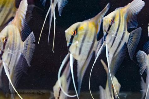 Dantum Angelfish Pterophyllum Altum X Scalare Dan S Fish