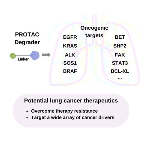 Protac Therapy As A New Targeted Therapy For Lung Cancer Molecular Therapy