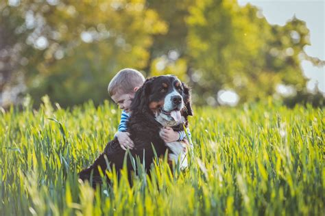 Bernese Mountain Dog Is Filmed 'Holding the Baby' As the Pair Sit in ...
