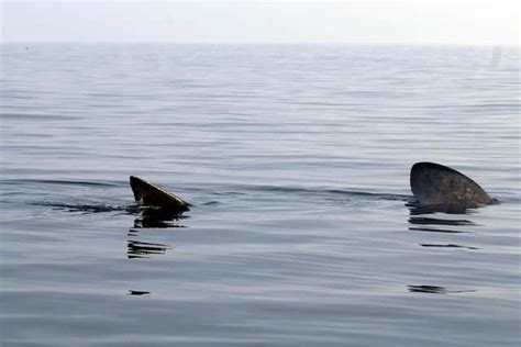 Heres Where And When You Can See Basking Sharks In Scotland