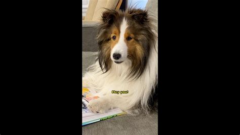 Hug Your Pet Today 💕🐶💕 A Talky Shorts Video On Cricket The Sheltie