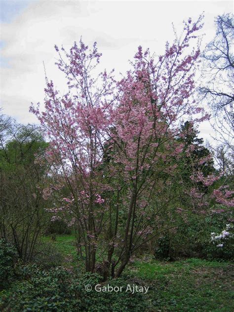 Prunus Okame Plantentuin Esveld