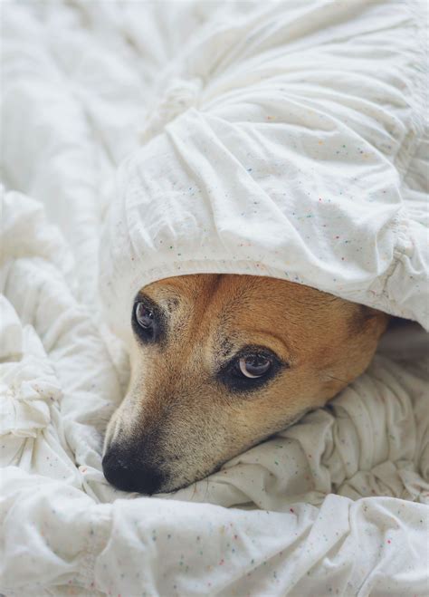 The Danger Of Urine In A Mattress