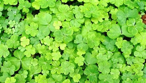 Clover Control | Garden Guides