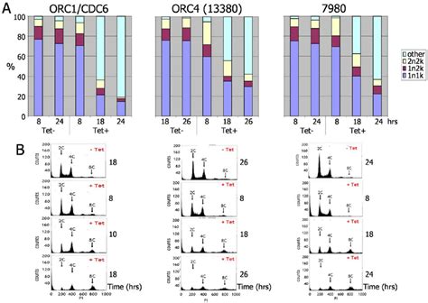 Effect Of TbORC1 CDC6 TbORC4 And Tb7980 RNAi On Bloodstream Form T