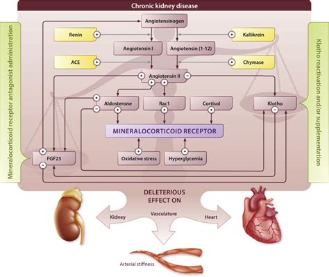 Considerations For The Future Current And Future Treatment Paradigms With Mineralocorticoid