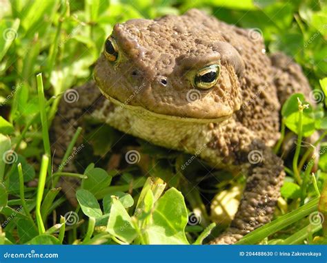 De Bufo Bufo De Crapaud Photo Stock Image Du Animaux 204488630