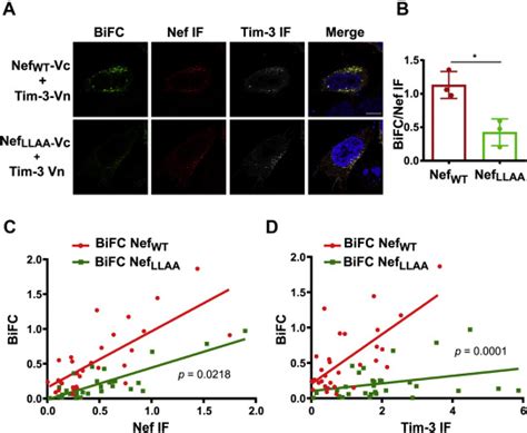 The HIV 1 Accessory Protein Nef Increases Surface Expression Of The