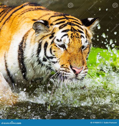 Bengal Tigers Swim Fun