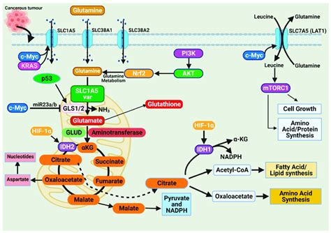 Glutamine Import Occurs Through Glutamine Transporters And Is Utilized Download Scientific