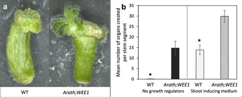 De Novo Shoot Formation From Tobacco Stem Explants Is Stimulated By