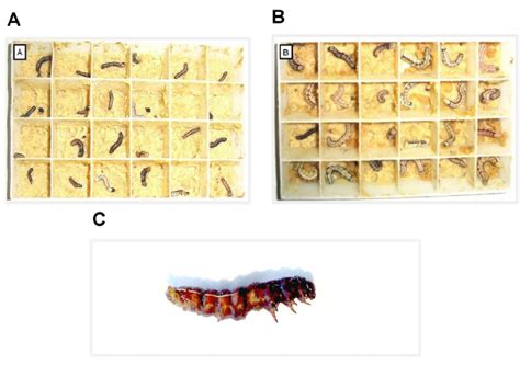 Morphological Structure Of Helicoverpa Armigera A Larvae Treated With Download Scientific