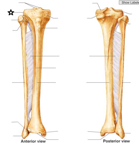 Tibia And Fibula Bone Markings Diagram Quizlet