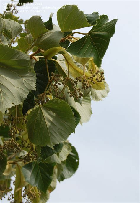 Plantfiles Pictures Manchurian Lime Mandshurian Linden Tilia