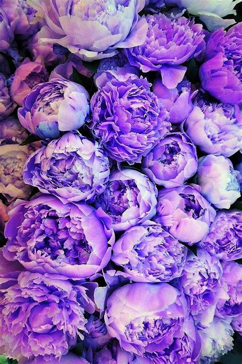 Purple Peony Wallpaper - Wallpaper Sun