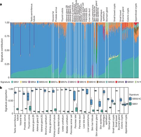 Mutational Signatures In Normal Tissues A Mutational Signatures And