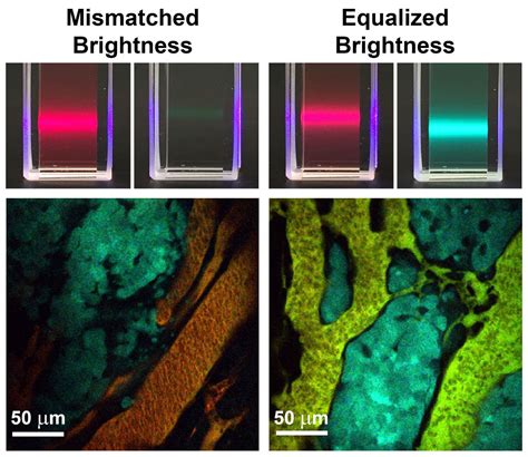 Brightness Equalized Quantum Dots Improve Biological Imaging Medical