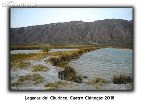 Cuatro Ciénegas ecosistema único en el mundo Ciencia UNAM