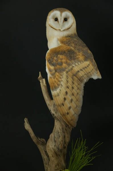 Barn Owl On Branch UK Bird Small Mammal Taxidermist Mike Gadd