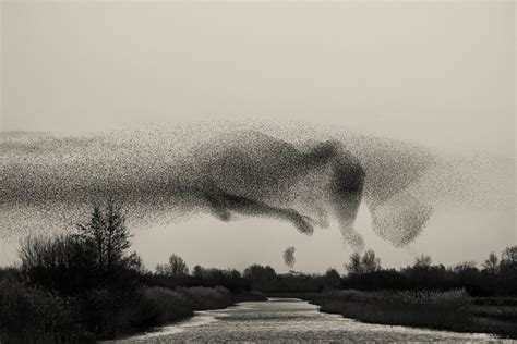 Photographer captures incredible starling murmurations as they darken ...