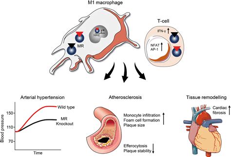 The Role Of The Mineralocorticoid Receptor In Immune Cells In