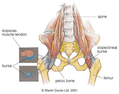 Iliopsoas Anatomy - Anatomical Charts & Posters