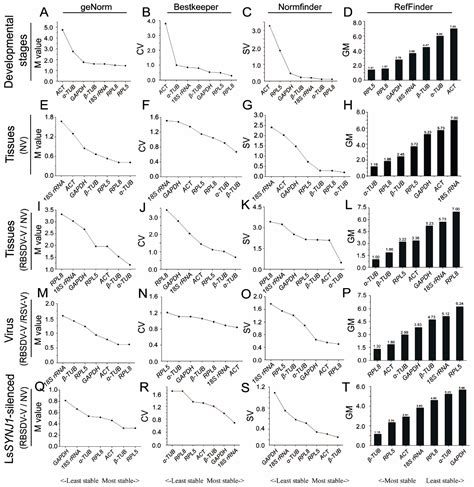 Genes Free Full Text Determination Of Suitable Rt Qpcr Reference