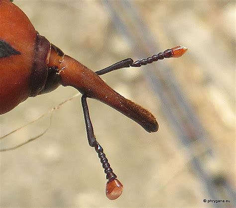 Rhynchophorus Ferrugineus Olivier 1791 Dryophthoridés