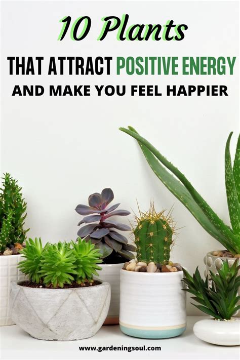 Plants That Attract Positive Energy And Make You Feel Happier In