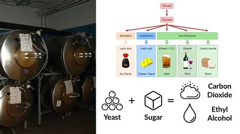 Fermentation Definition Types Principle Products Stages