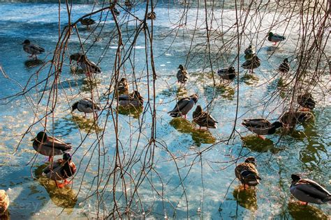 Several Ducks Walk On The Ice In Winter Golden Sunlight Reflects On An