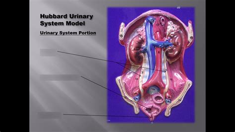 Urinary System Lab Quiz 2 Diagram Quizlet