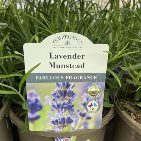 Lavender Munstead 1ltr Pot Eden Park Garden Centre